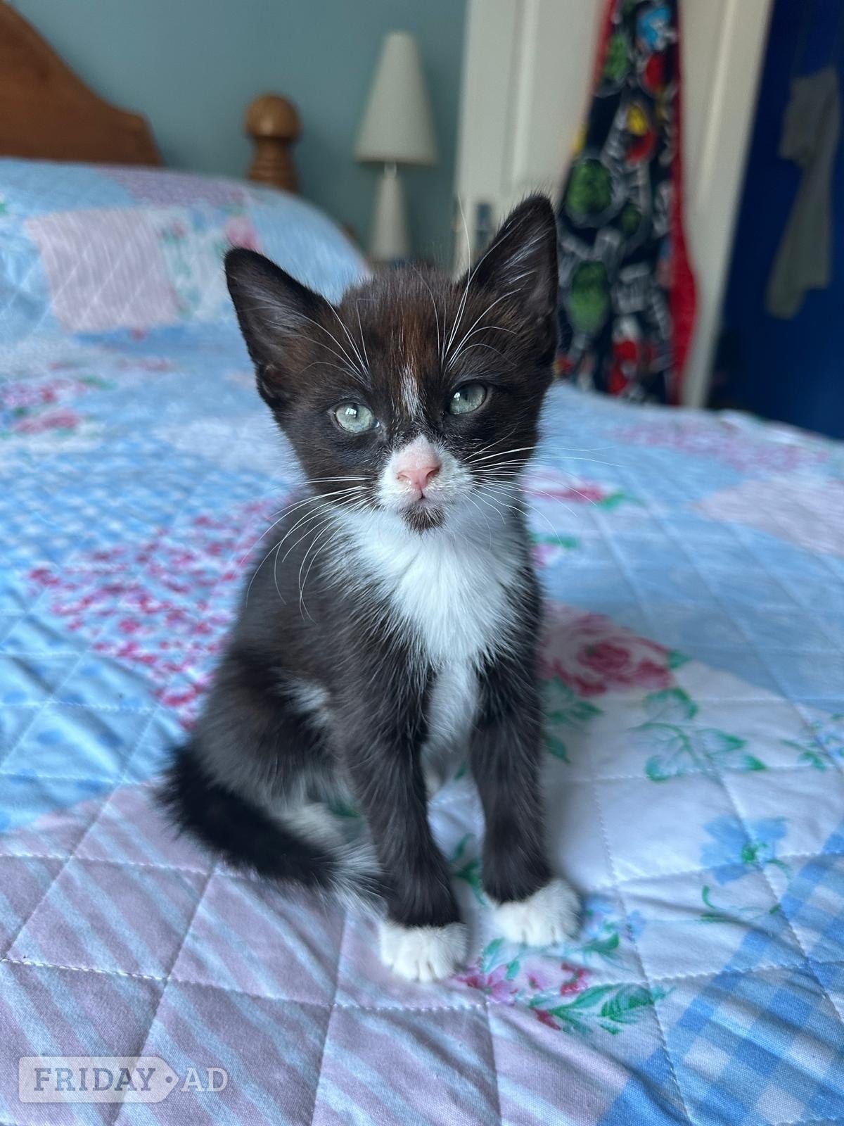 One white and black male and one black and white male kitten for sale - Cats & Kittens