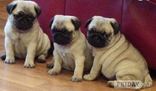 Timkerdolo Fawn Pug Puppies in London