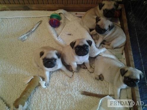 Timkerdolo Fawn Pug Puppies