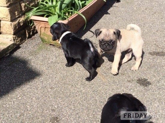 London Timkerdolo Fawn Pug Puppies
