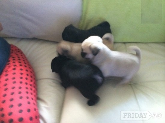 Timkerdolo Fawn Pug Puppies - Dogs & Puppies in London
