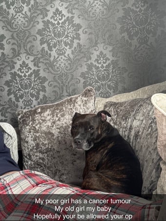 Brindle staffie looking for a forever home 