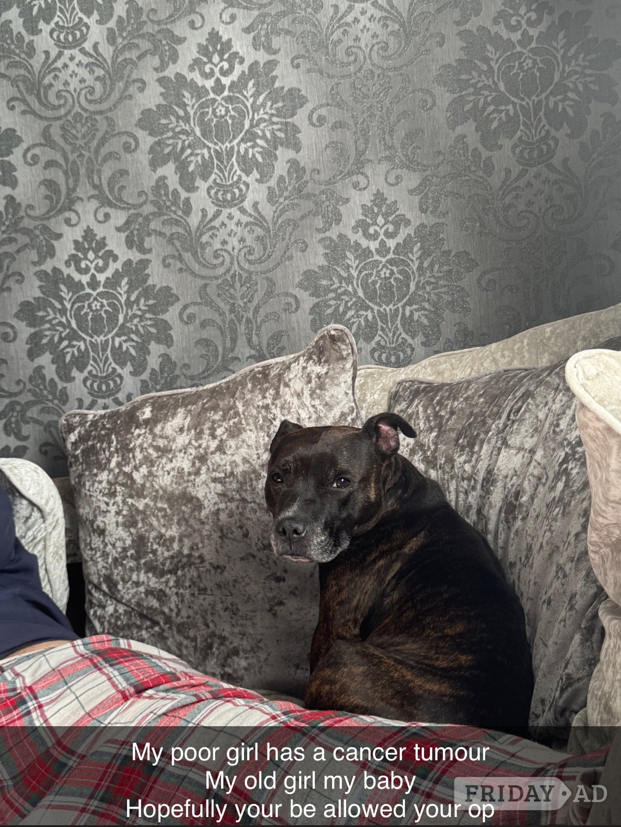 Brindle staffie looking for a forever home  in Lewes