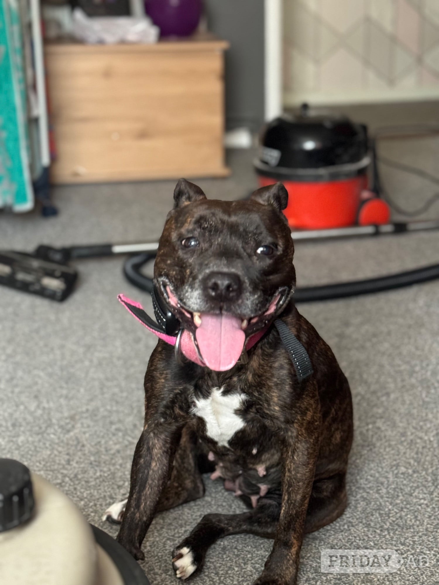 Brindle staffie looking for a forever home 