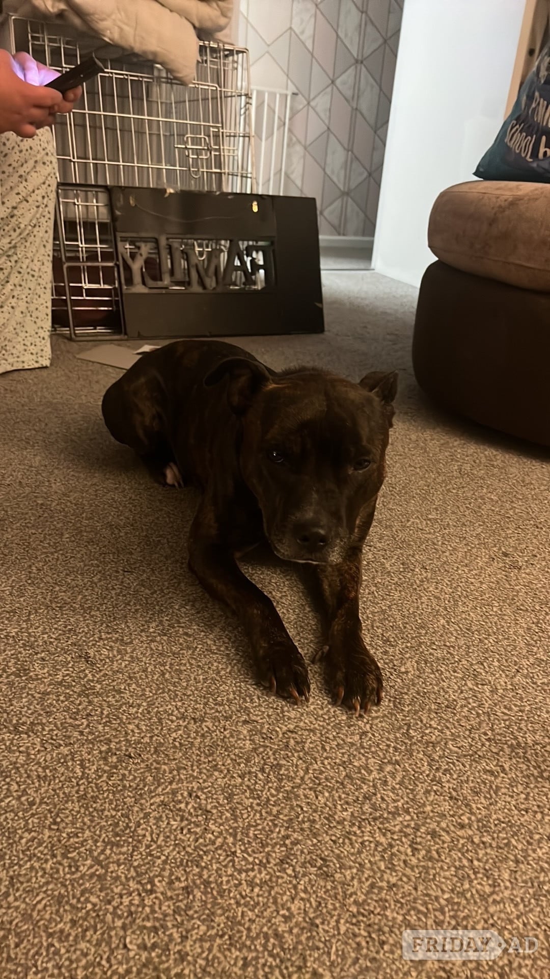 Lewes Brindle staffie looking for a forever home 