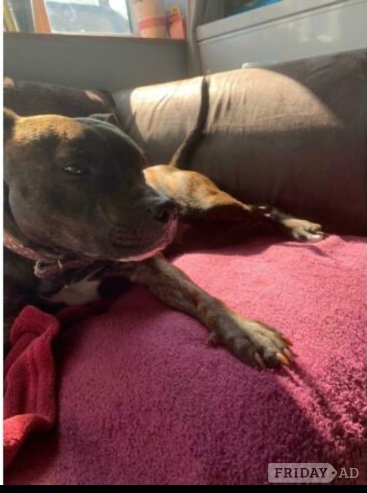 Brindle staffie looking for a forever home  - Dogs & Puppies in Lewes