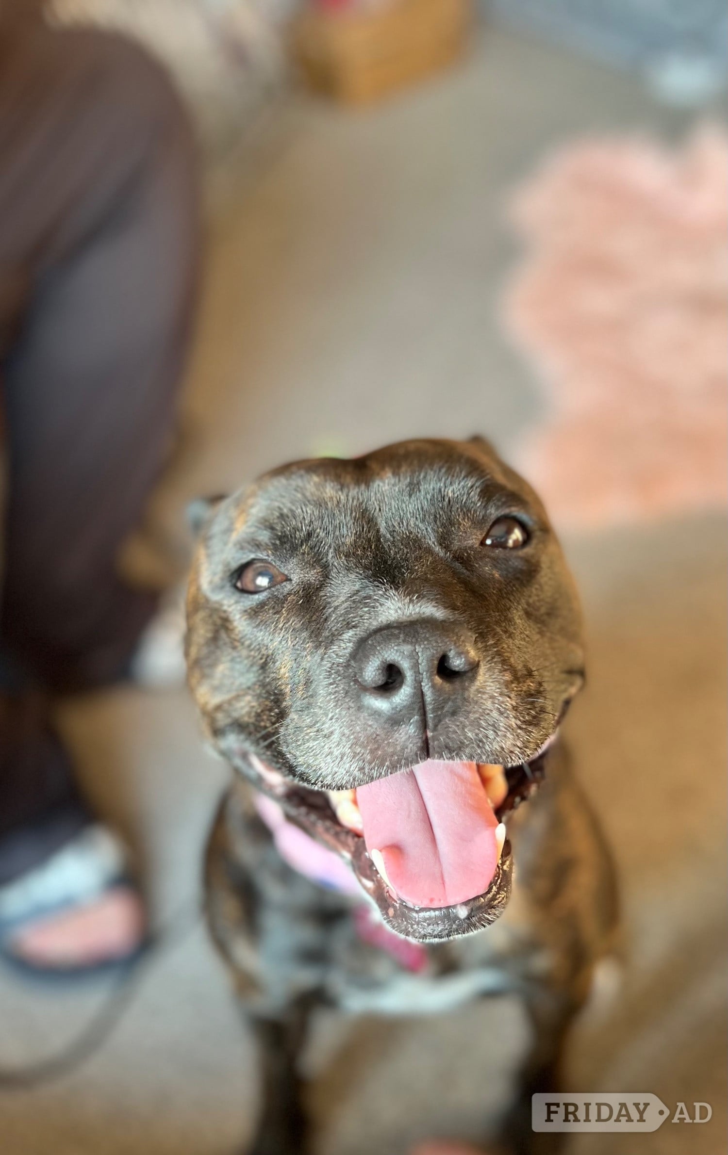 Brindle staffie looking for a forever home  - Dogs & Puppies