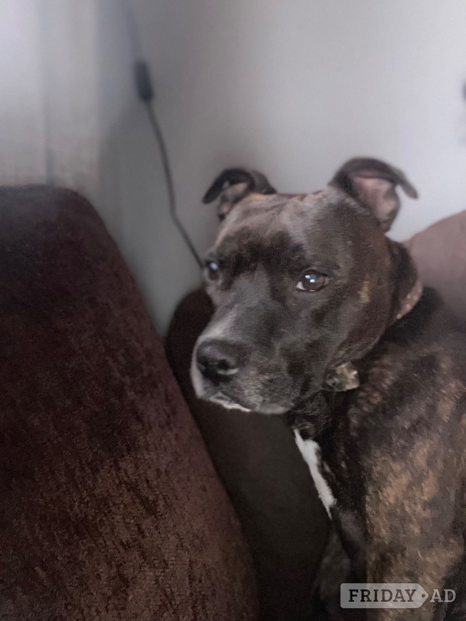 Brindle staffie looking for a forever home  - Dogs & Puppies