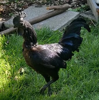 Roosters for sale in London 