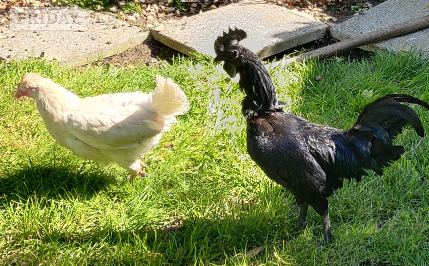 Roosters for sale in London 