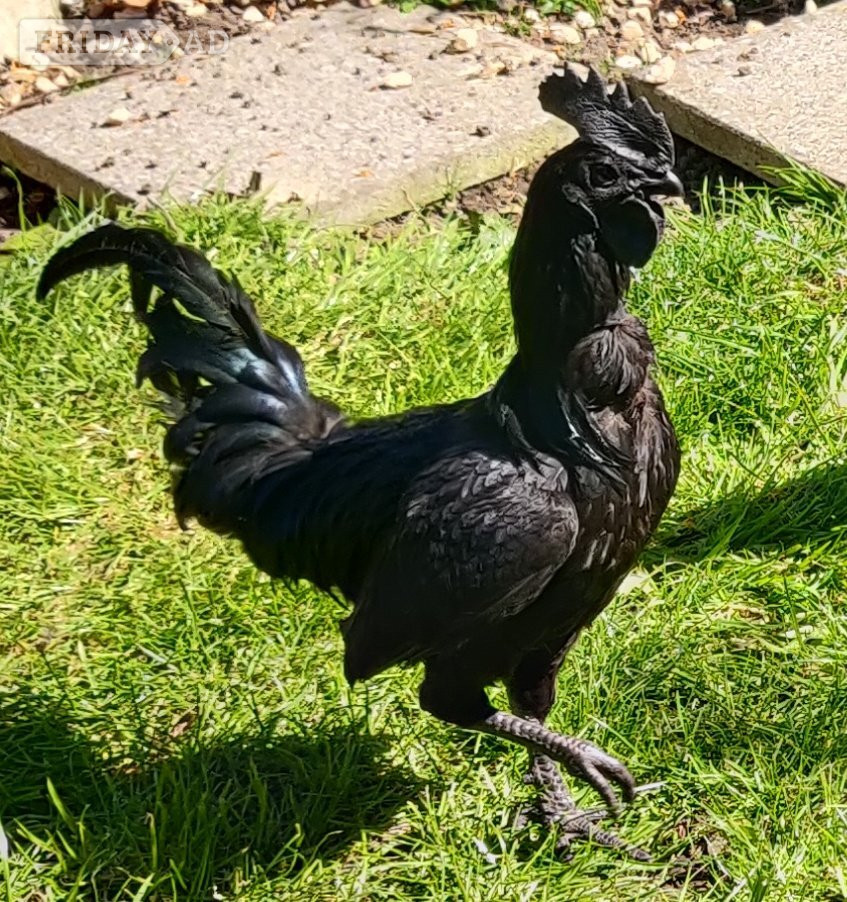 Ealing Roosters for sale in London 