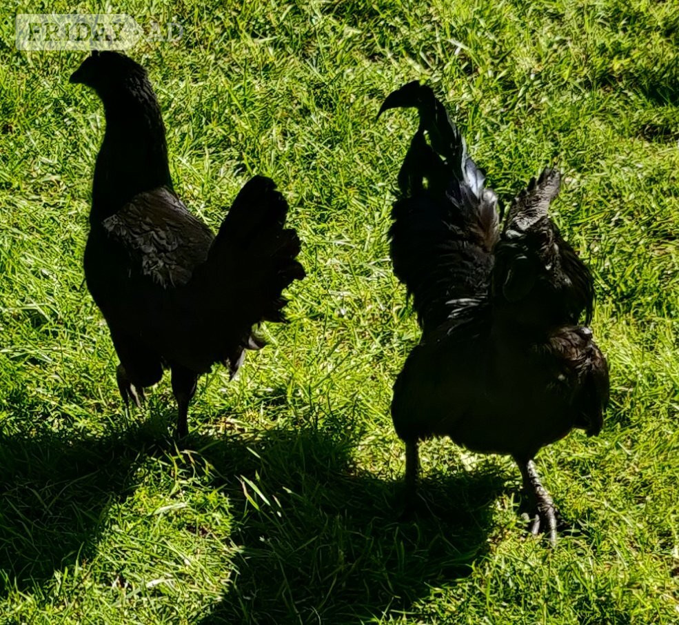 Roosters for sale in London  - Livestock in Ealing