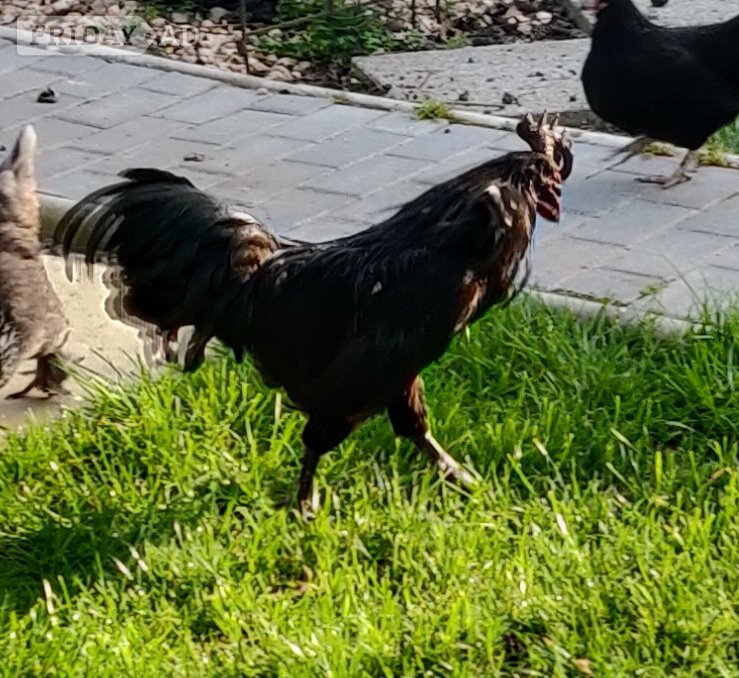 Roosters for sale in London  - Livestock