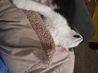 Kitten for sale 