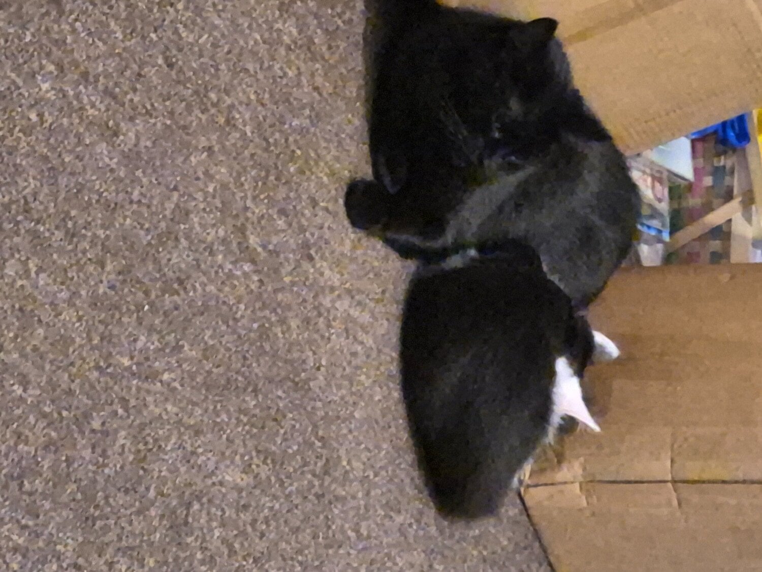 Kitten for sale  - Cats & Kittens in St. Leonards-On-Sea