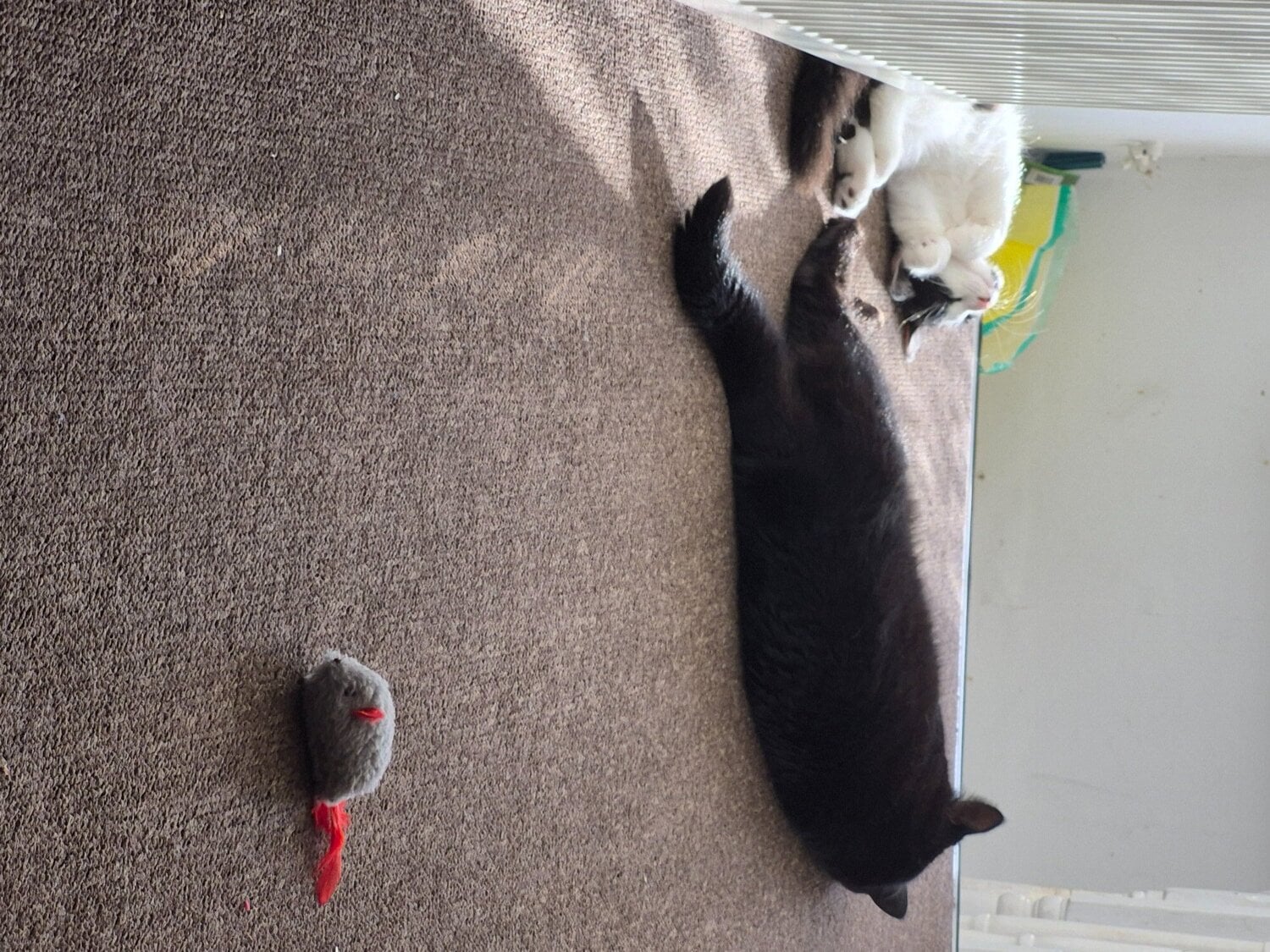Kitten for sale  - Cats & Kittens