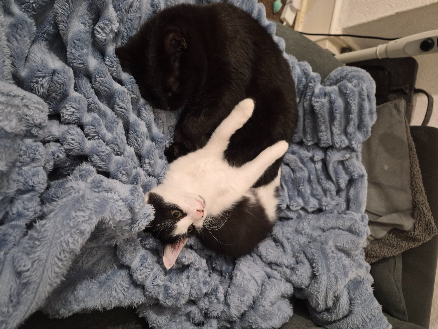 St. Leonards-On-Sea Kitten for sale 