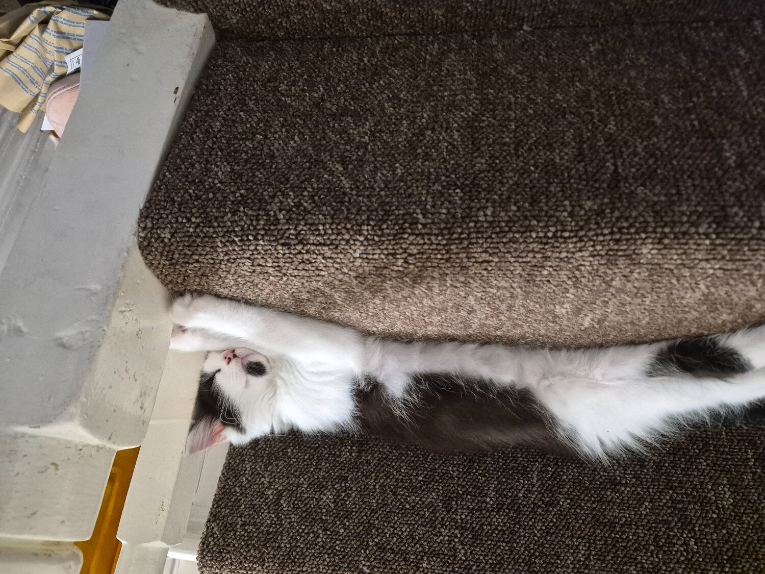 Kitten for sale 