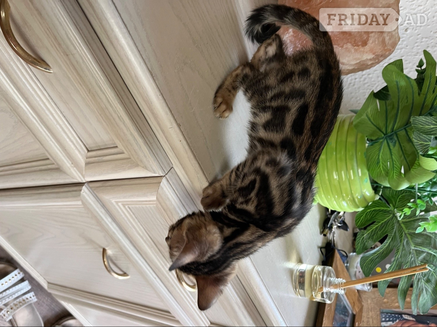 Adult bengal female