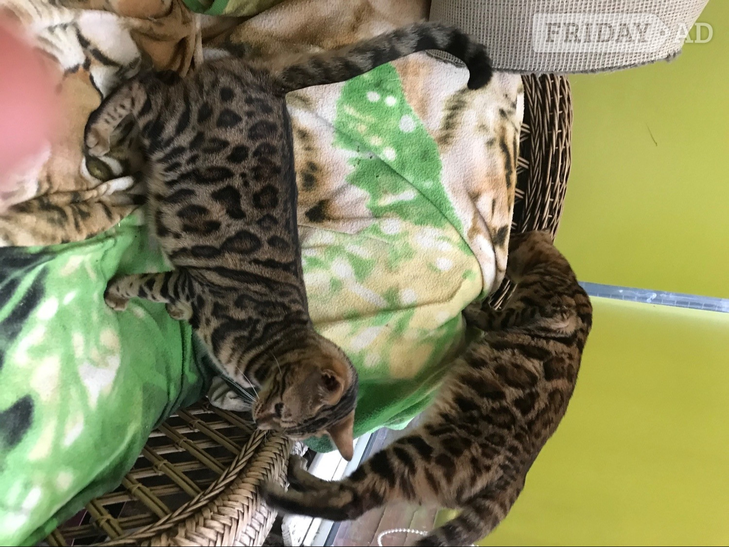 Wotton-Under-Edge Adult bengal female