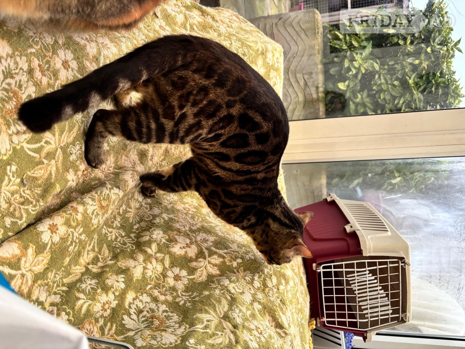 Adult bengal female - Cats & Kittens in Wotton-Under-Edge
