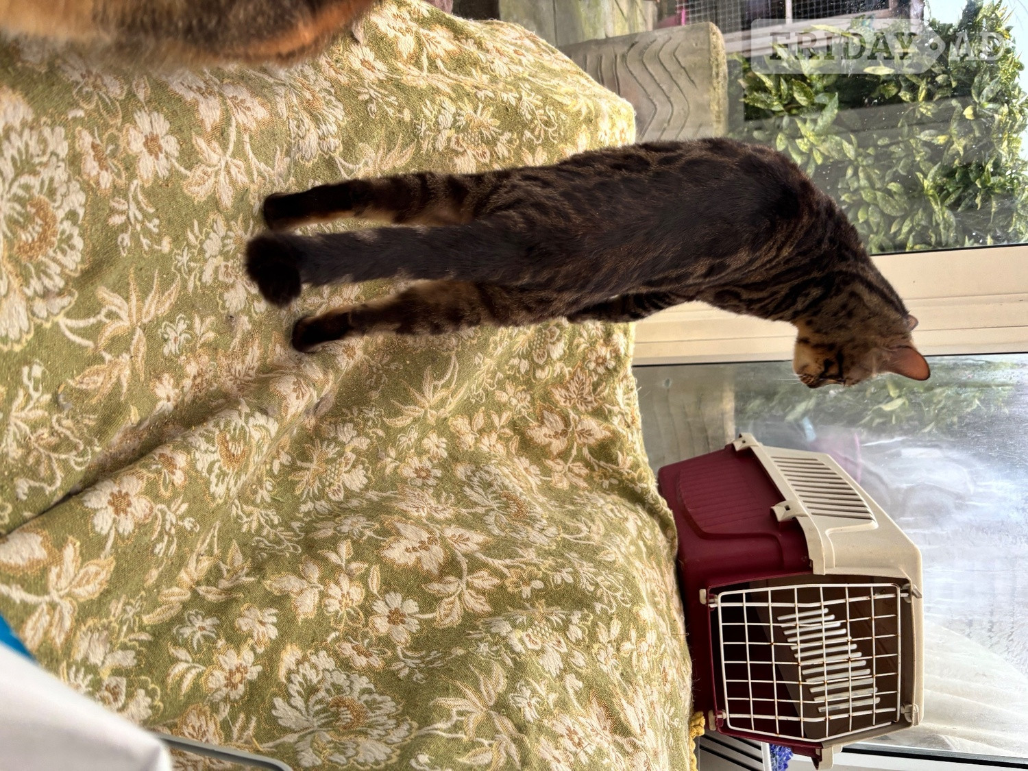Adult bengal female - Cats & Kittens