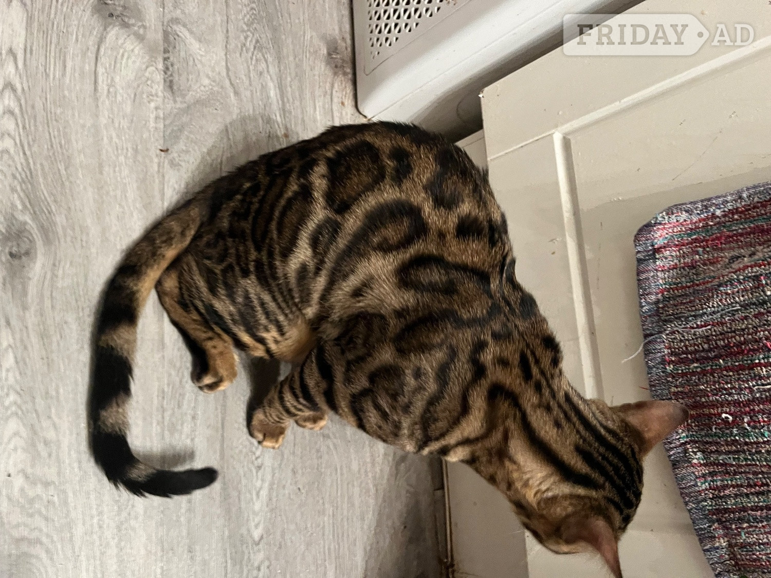 Adult bengal female in Wotton-Under-Edge