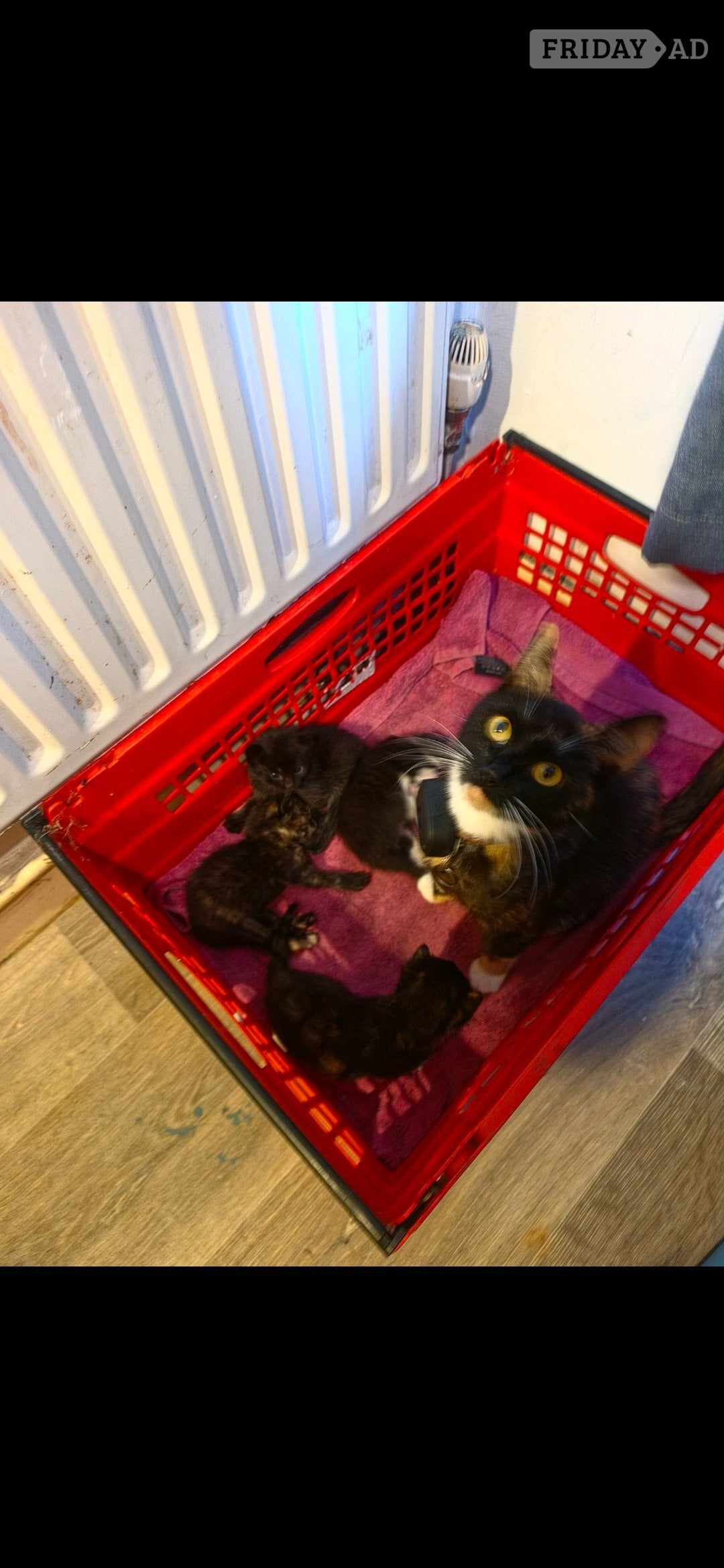 2 female kittens for sale in Littlehampton