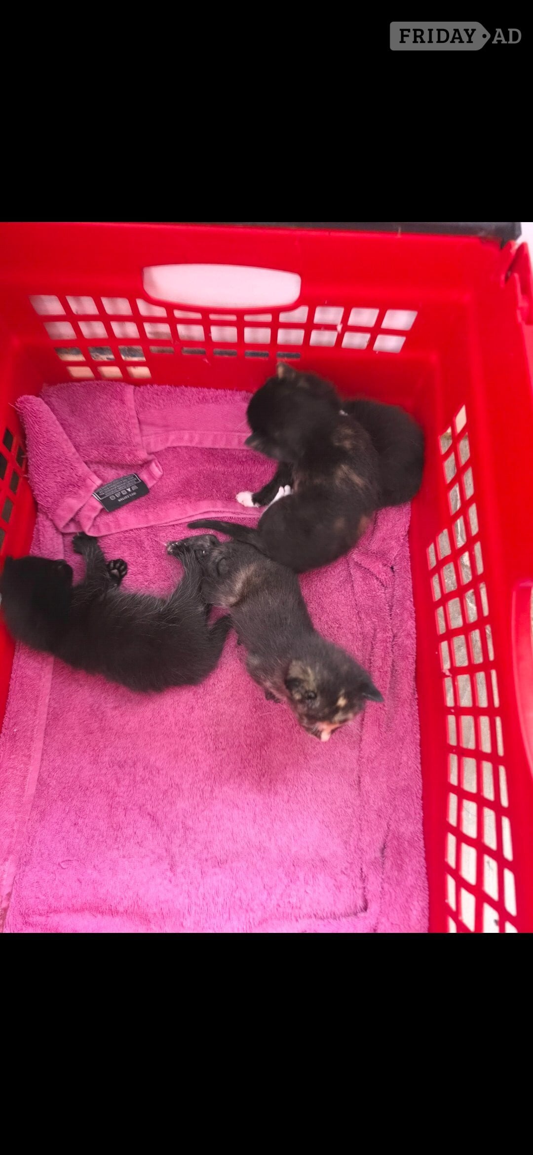 2 female kittens for sale