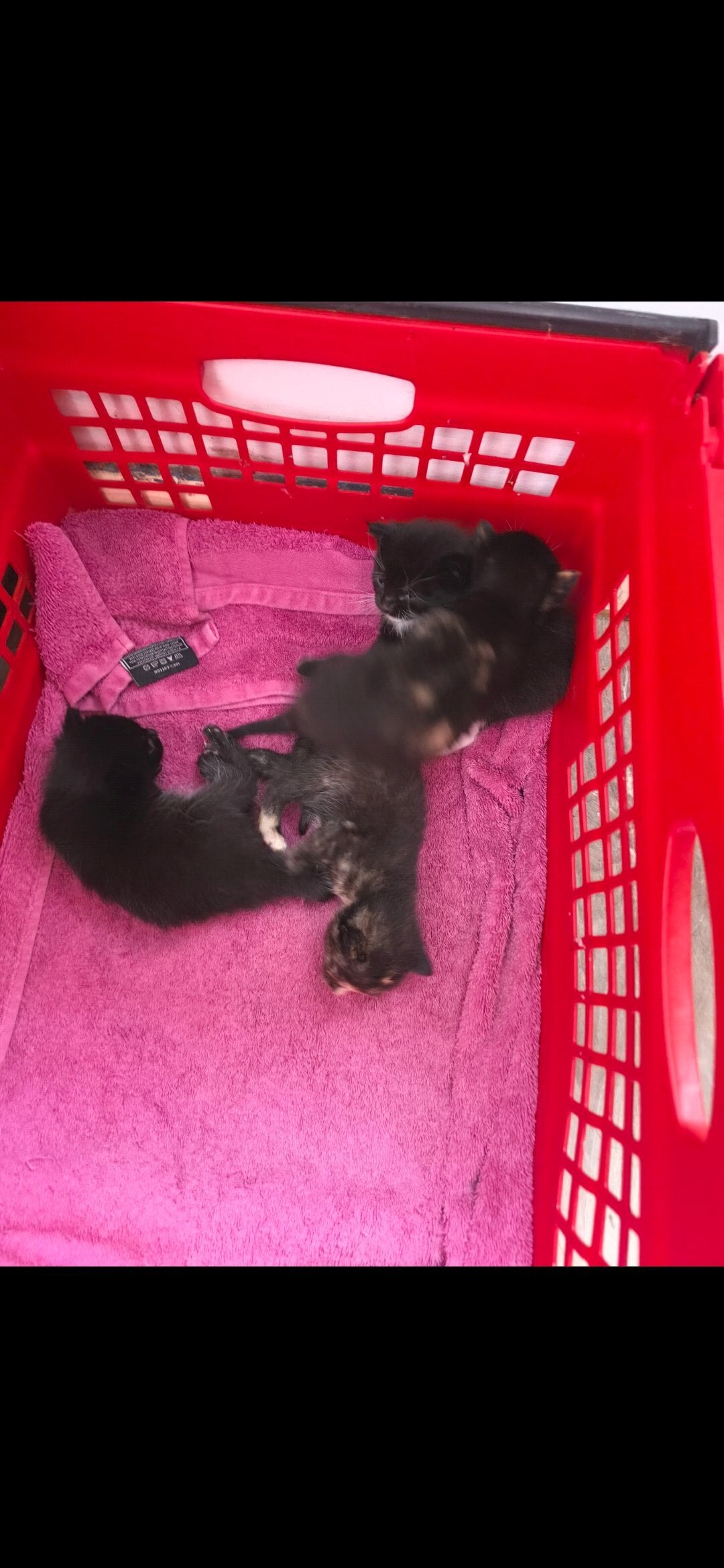 Littlehampton 2 female kittens for sale