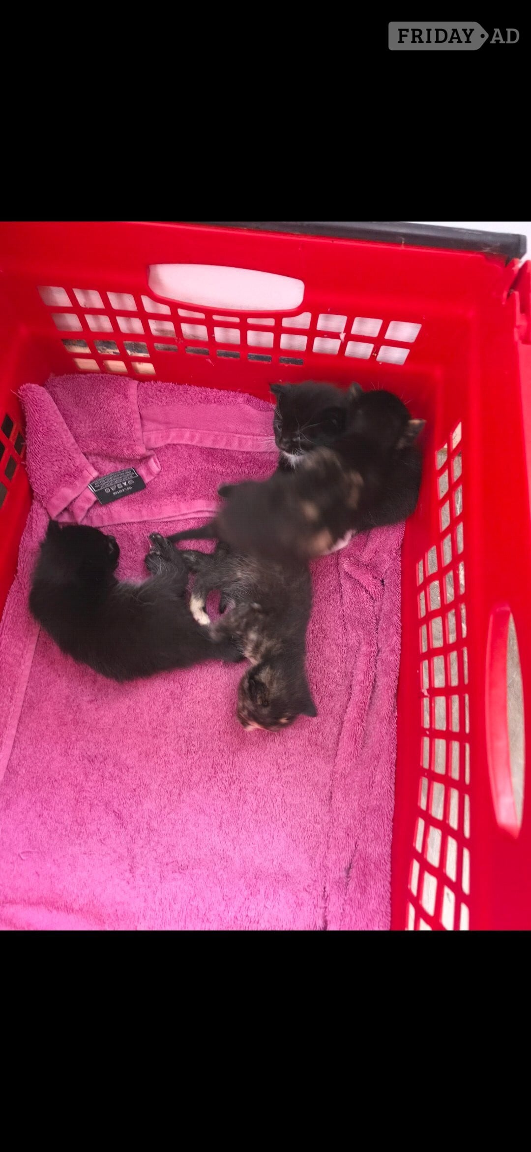 Littlehampton 2 female kittens for sale