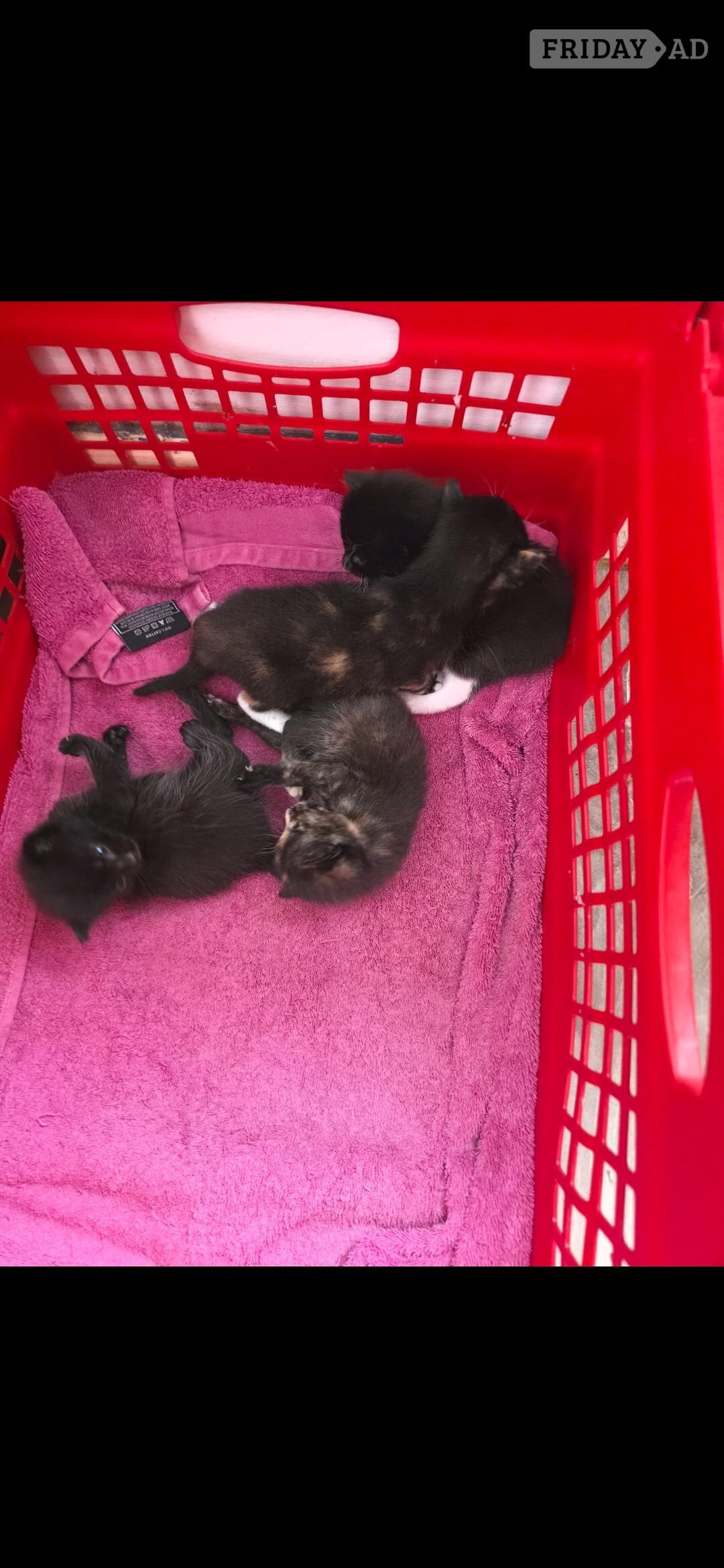 2 female kittens for sale - Cats & Kittens in Littlehampton