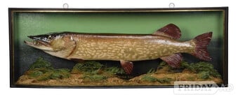 STUFFED FISH WANTED by W.F.HOMER COOPER antique CASED FISH 