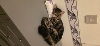 Beautiful male, Bengal kitten looking for a good home