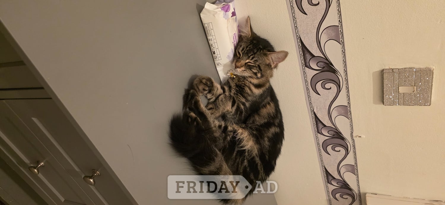 Beautiful male, Bengal kitten looking for a good home in Worthing