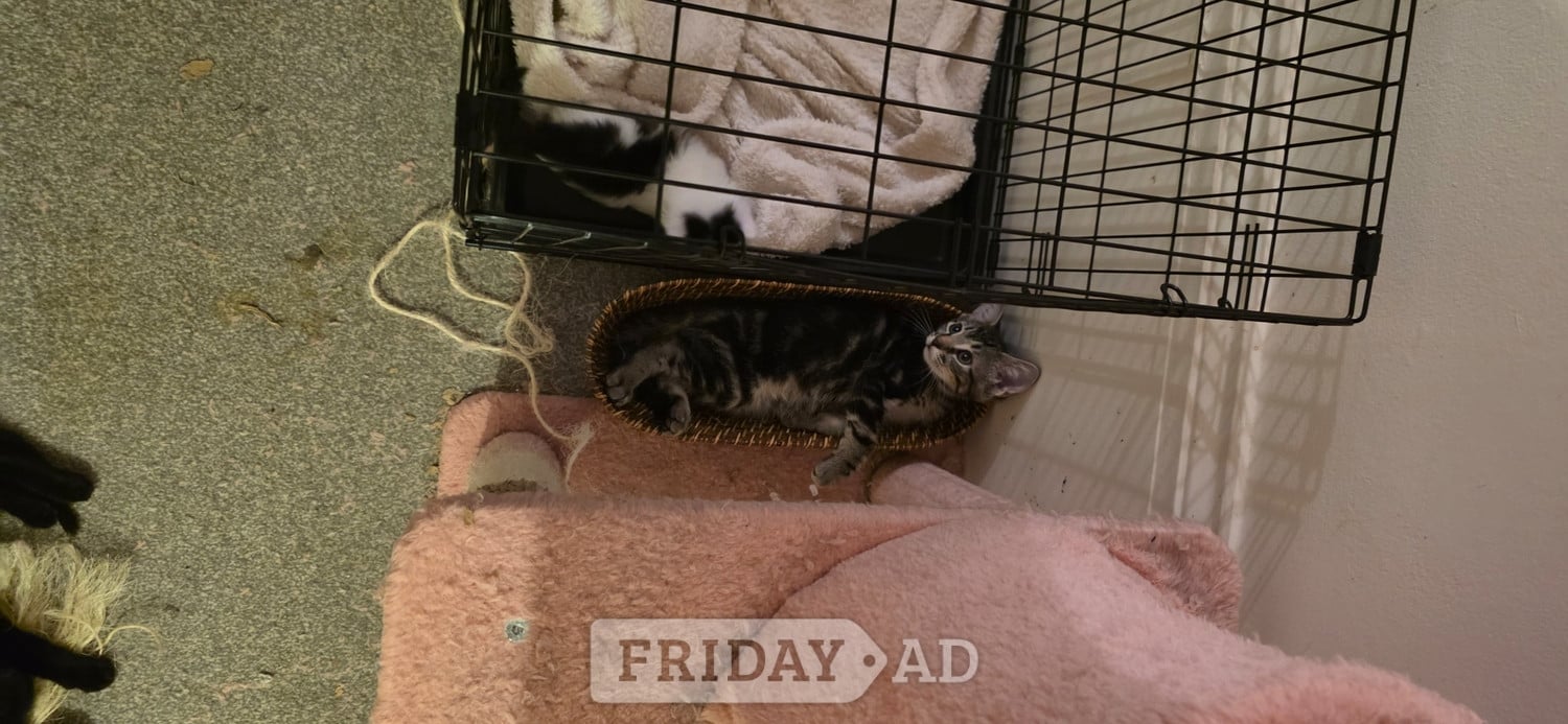 Beautiful male, Bengal kitten looking for a good home