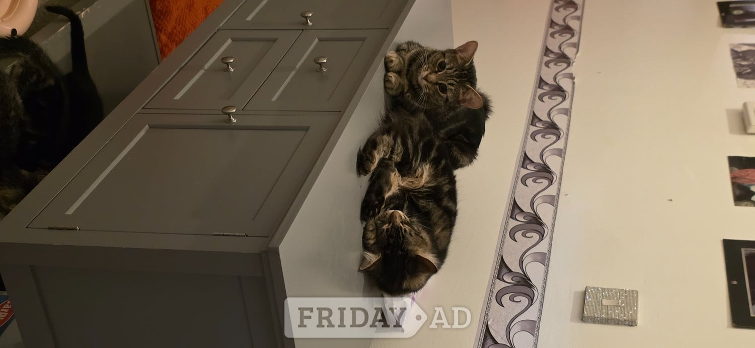 Worthing Beautiful male, Bengal kitten looking for a good home