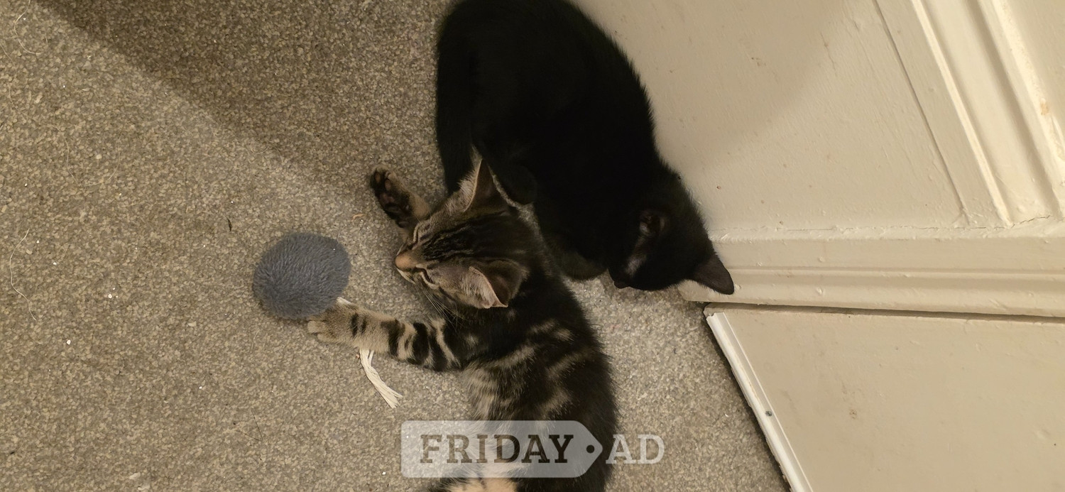 Beautiful male, Bengal kitten looking for a good home - Cats & Kittens in Worthing