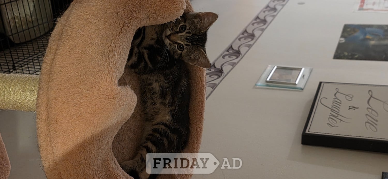 Beautiful male, Bengal kitten looking for a good home - Cats & Kittens