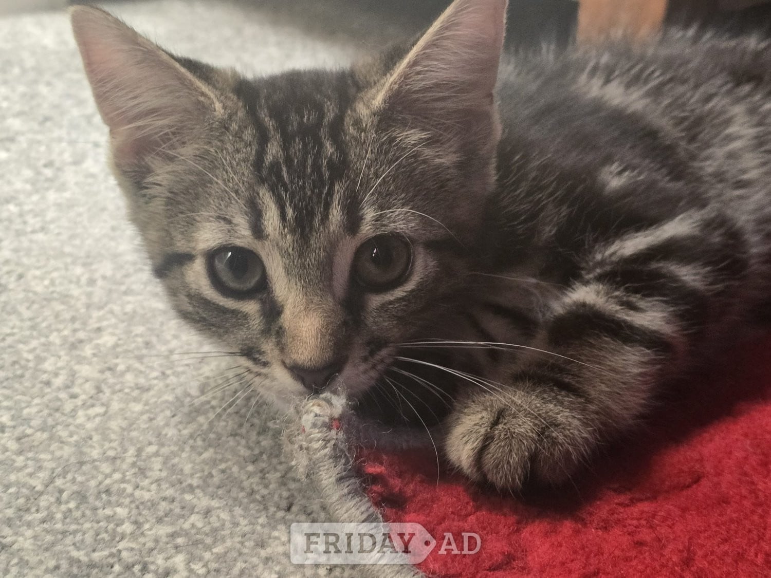Beautiful male kitten looking for a good home in Worthing