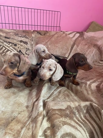 Miniature pedigree dachshund puppies ready now