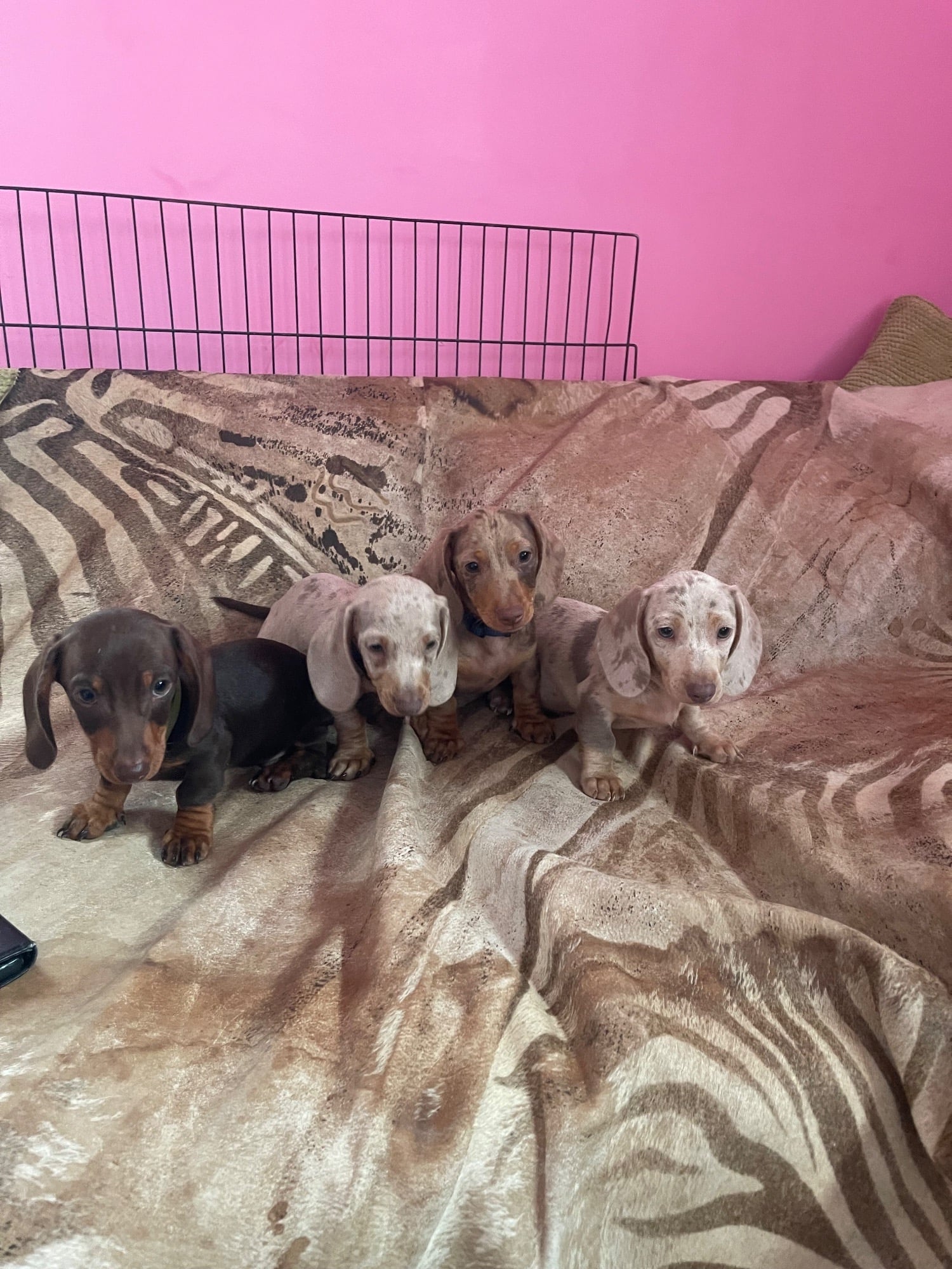 Miniature pedigree dachshund puppies ready now