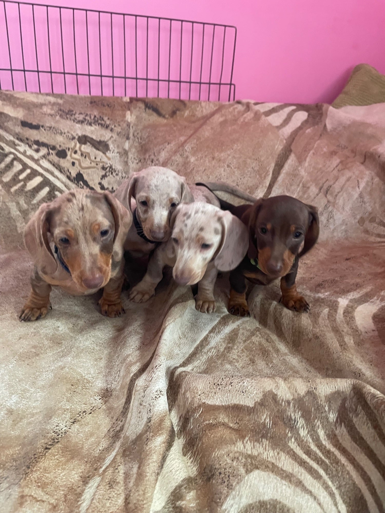 Basildon Miniature pedigree dachshund puppies ready now