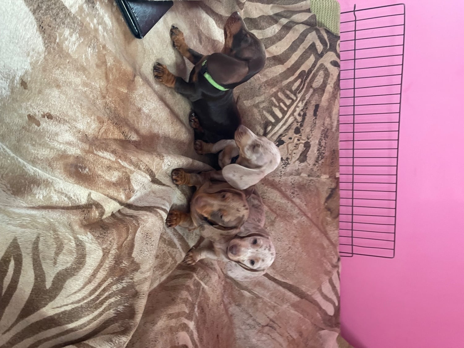 Miniature pedigree dachshund puppies ready now - Dogs & Puppies in Basildon