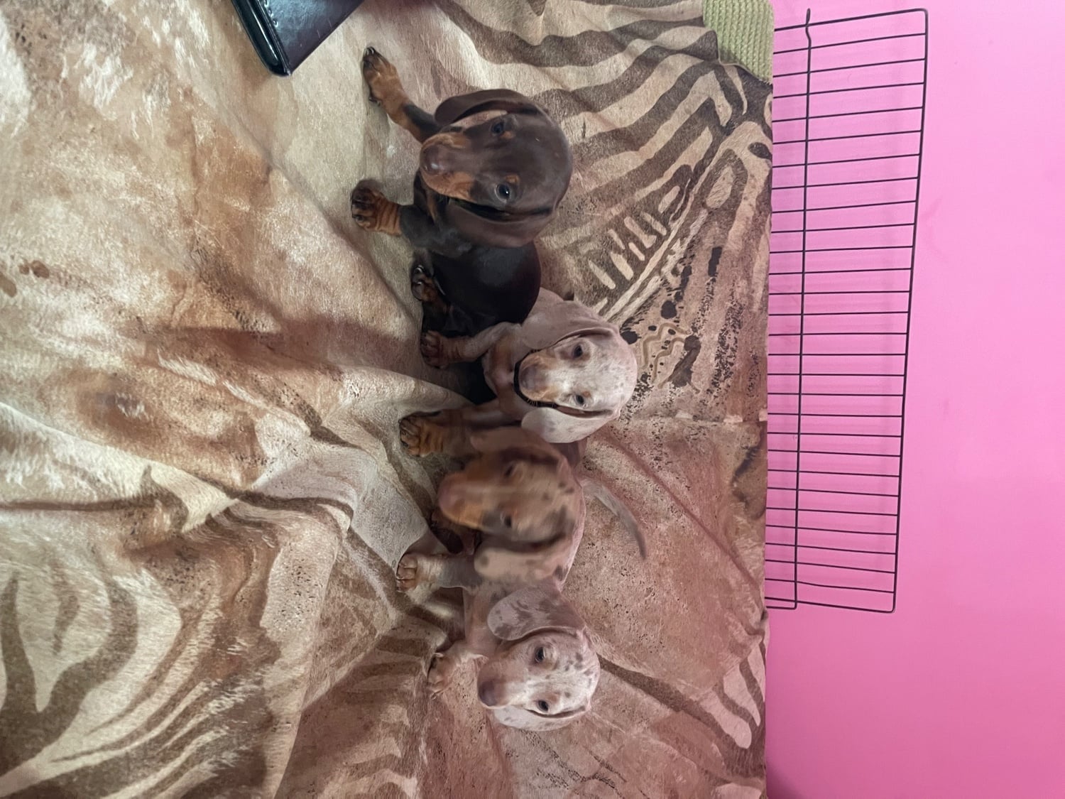 Miniature pedigree dachshund puppies ready now - Dogs & Puppies