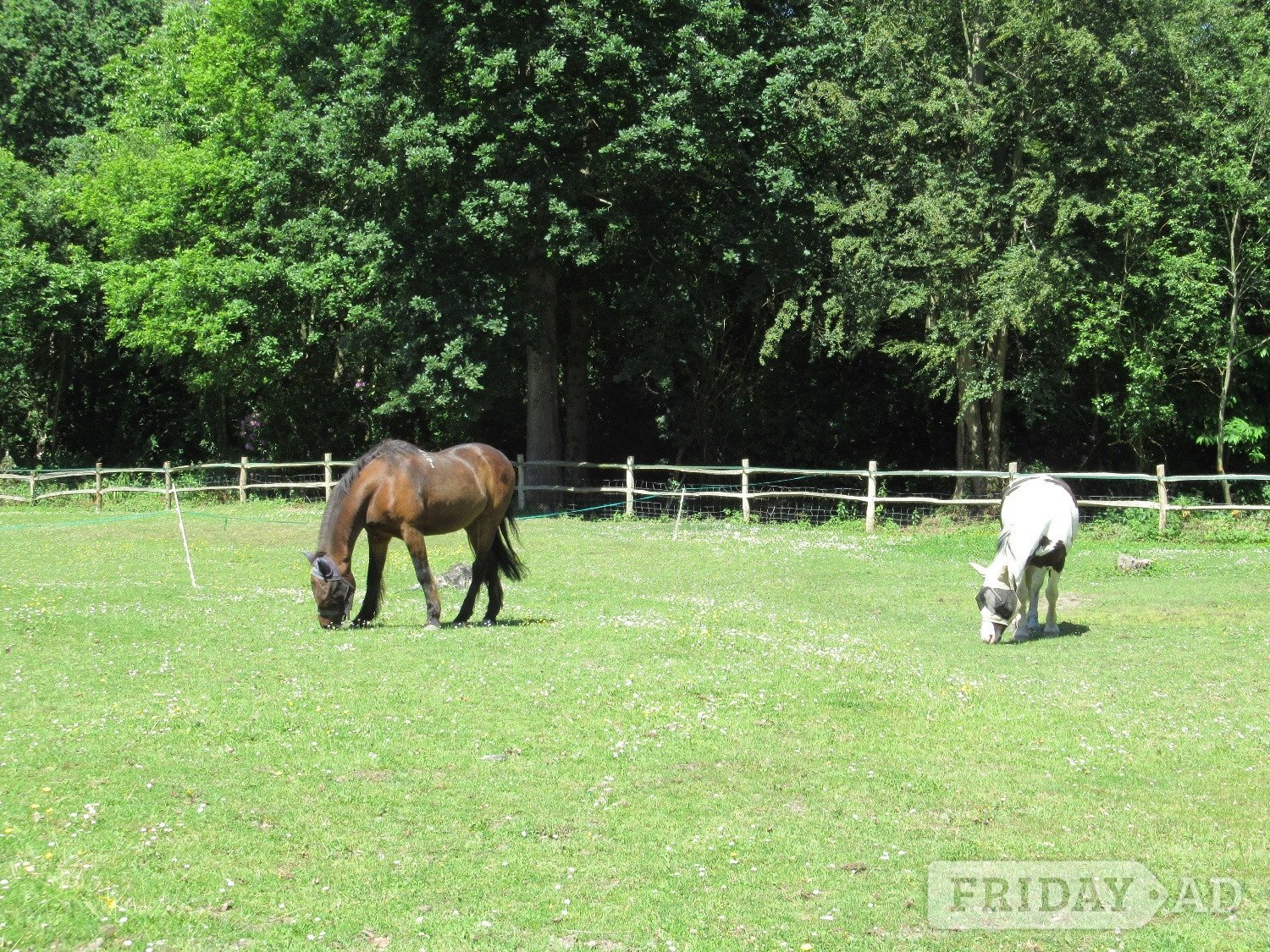 Whydown equestrian livery vacancy part or full only in Bexhill-On-Sea