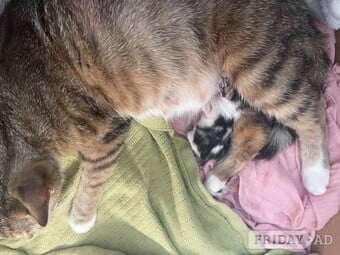 Kittens ready now mixed boys boys n girls 
