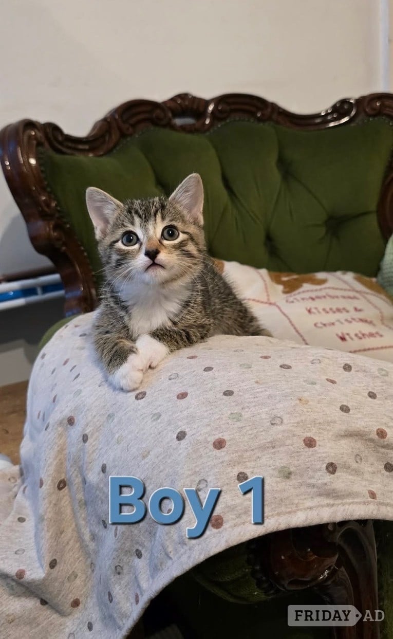 Kittens ready now mixed boys boys n girls  in Worthing
