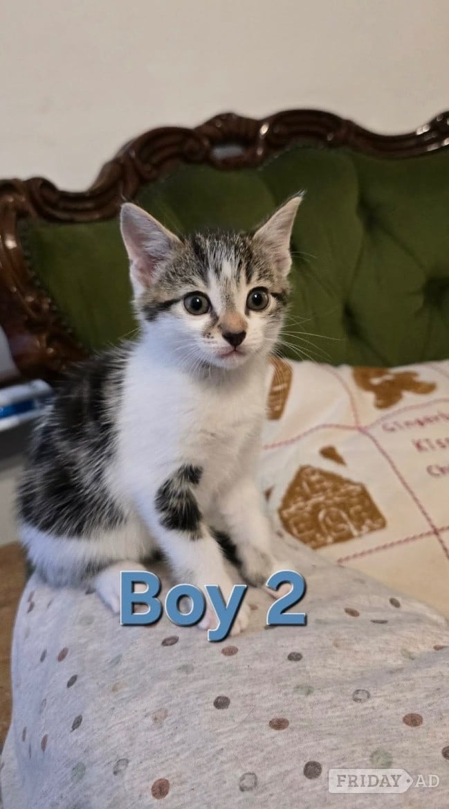 Kittens ready now mixed boys boys n girls 