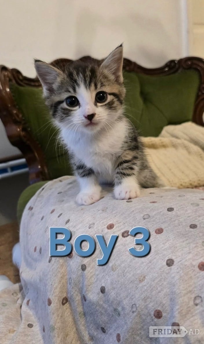 Worthing Kittens ready now mixed boys boys n girls 